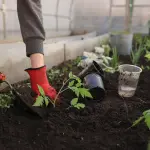Come creare un'aiuola per il proprio giardino