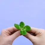 Perché il quadrifoglio porta fortuna: origini e significato