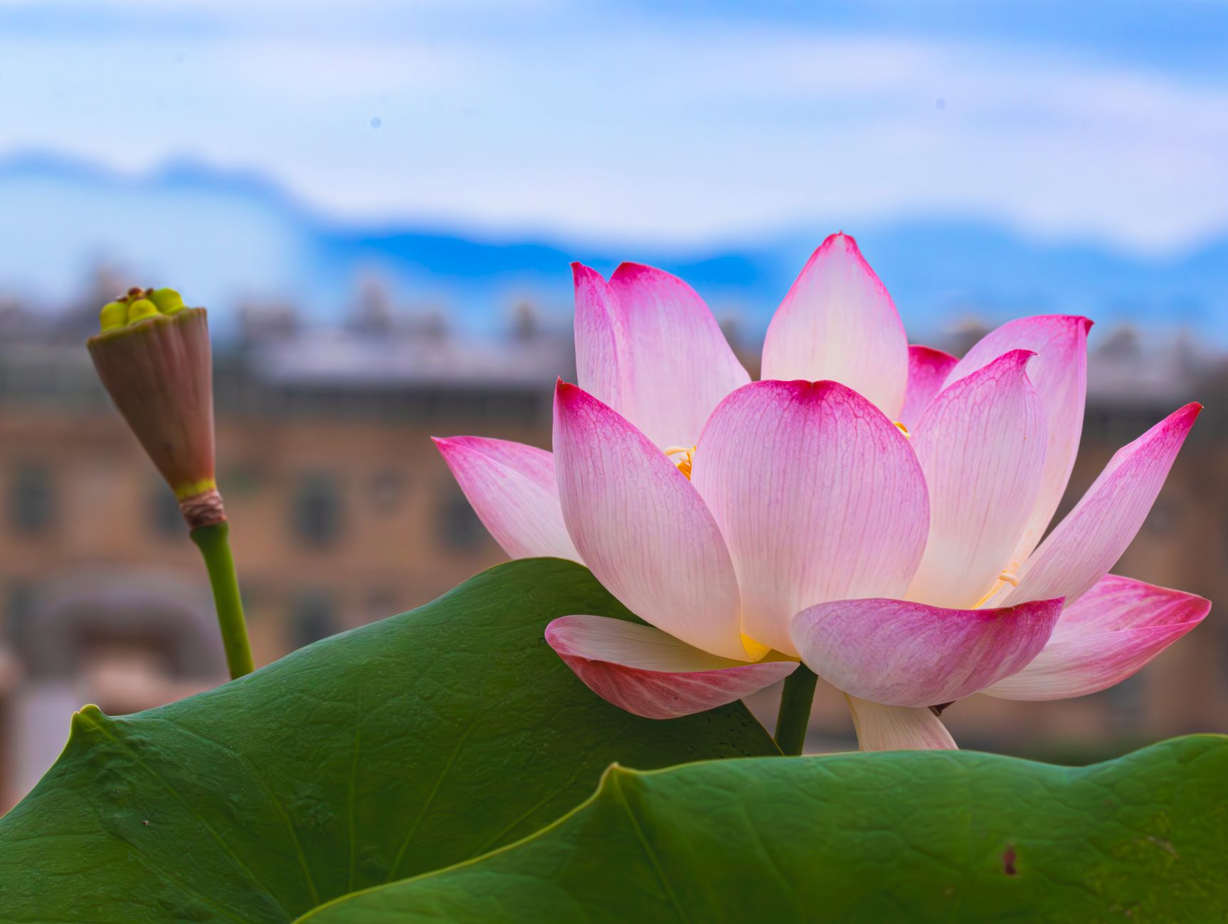 Significato del fiore di loto nelle culture del mondo