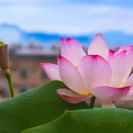 Significato del fiore di loto nelle culture del mondo