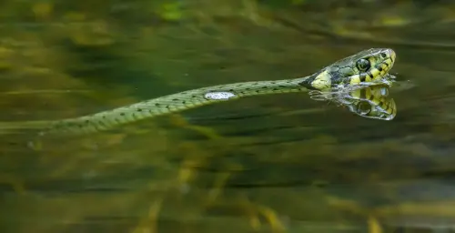 Sognare serpenti: interpretazioni nei dizionari onirici