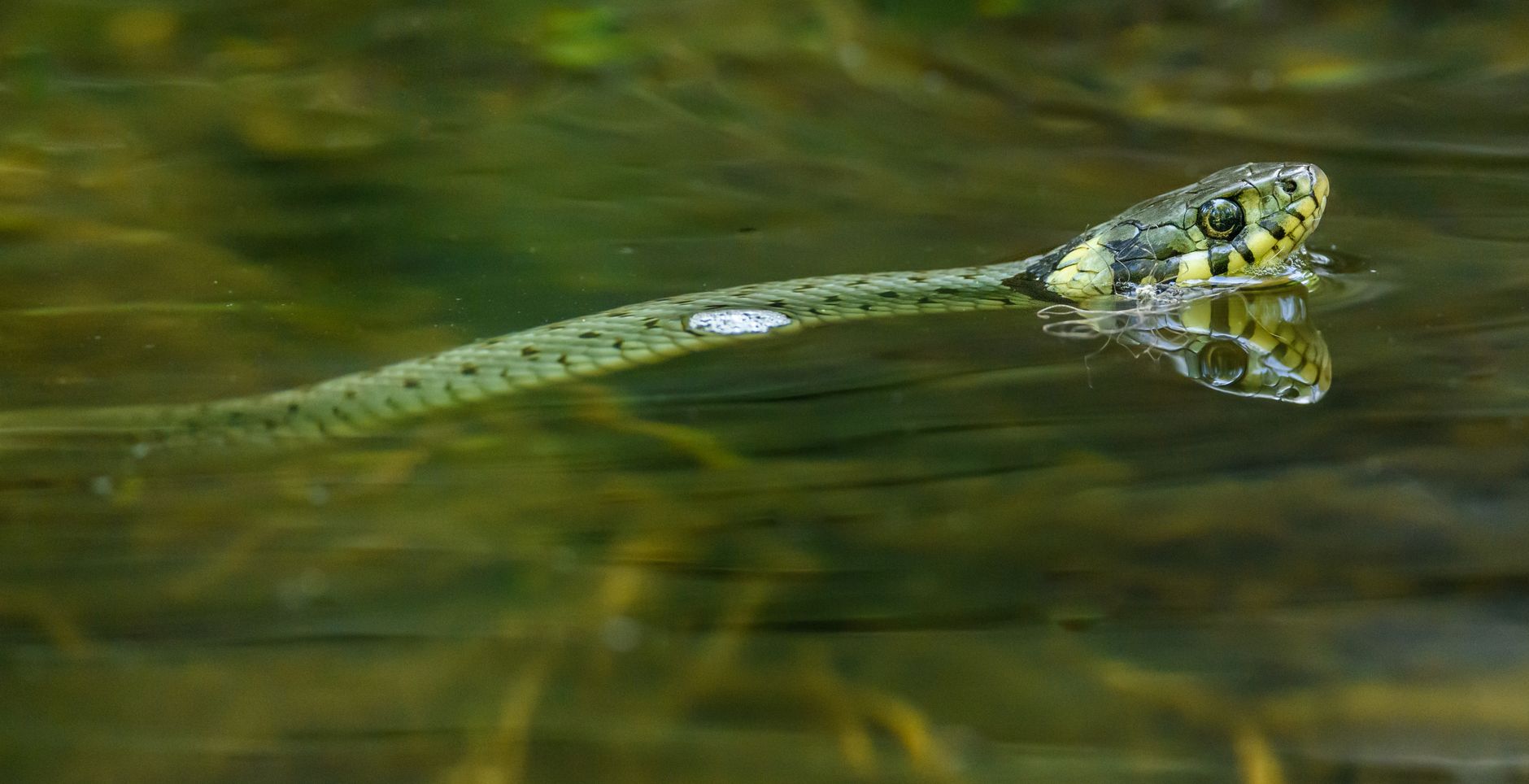 Sognare serpenti: interpretazioni nei dizionari onirici