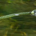 Sognare serpenti: interpretazioni nei dizionari onirici
