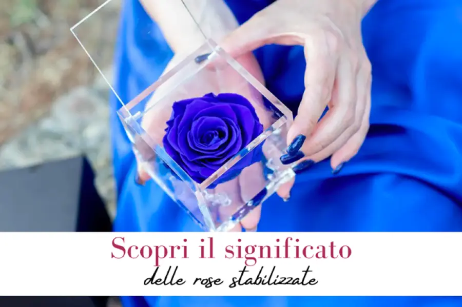 Significato rose stabilizzate